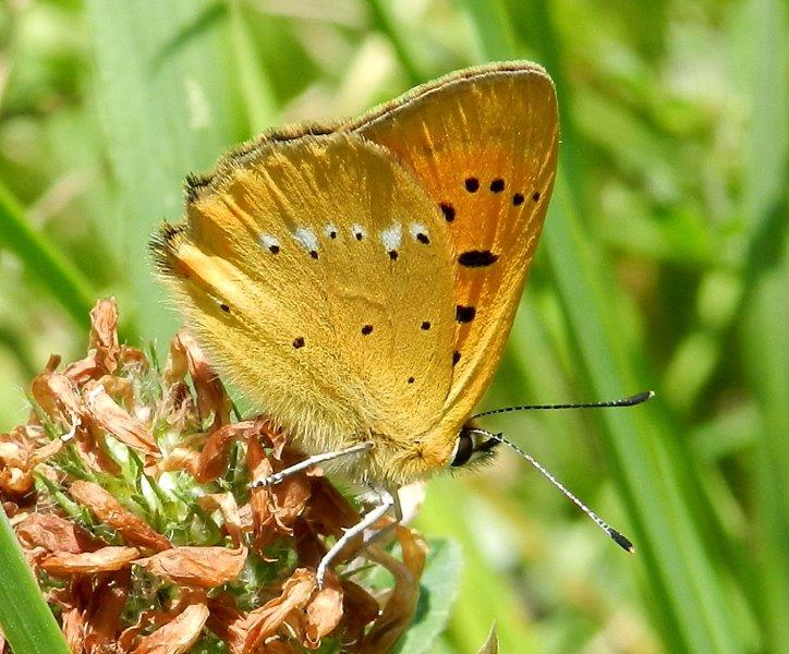 quelle che non ero abituato a vedere...