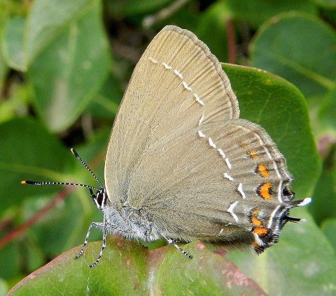 Satyrium acaciae?