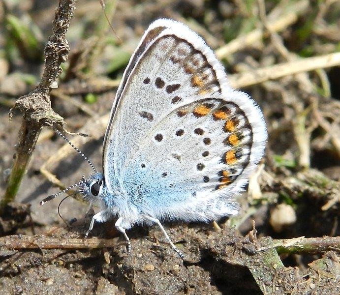 Parco del ticino : incontri del 23/8/14