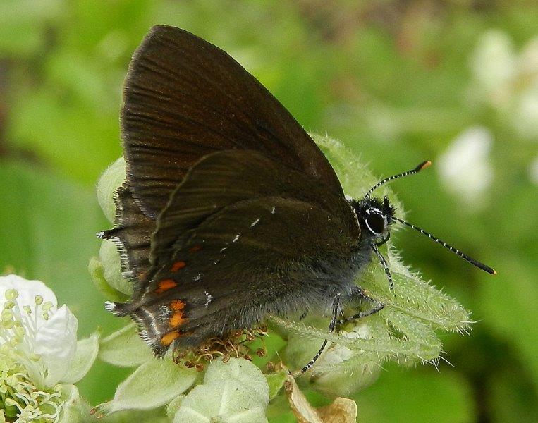 e'' stato l''unico modo...