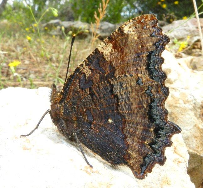 Nymphalis polychloros