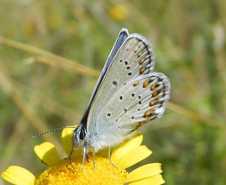 Lycaeides abetonicus?