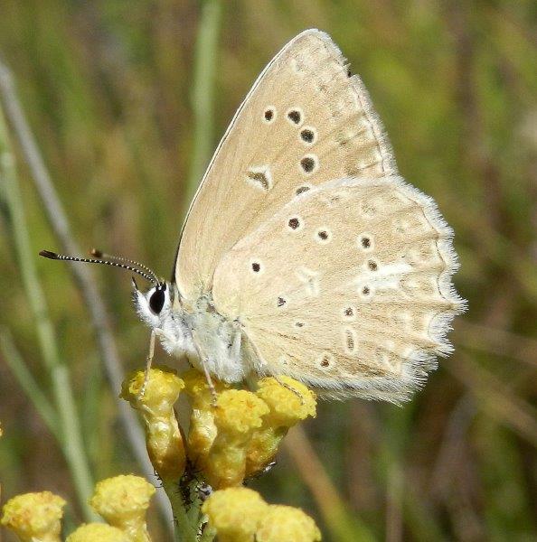 un bel Licenide - Polyommatus daphnis