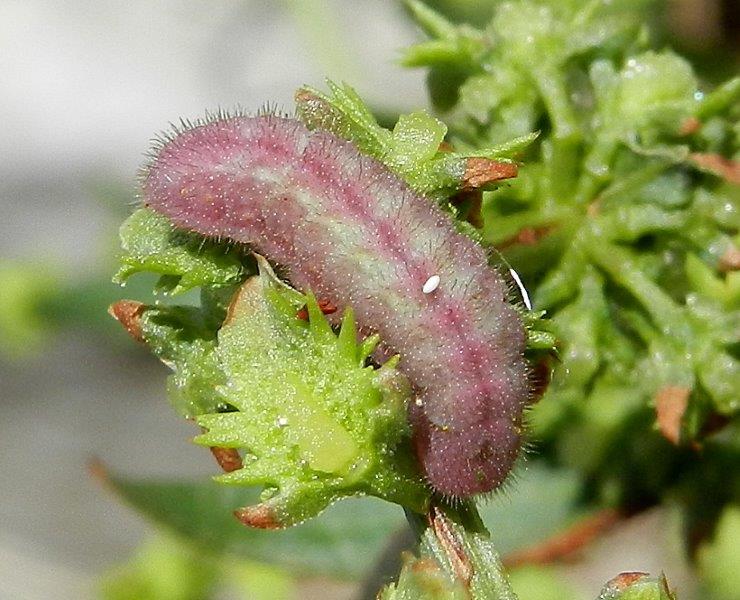 Lycaena phlaeas - bruco