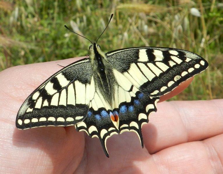 il ciclo del Papilio machaon