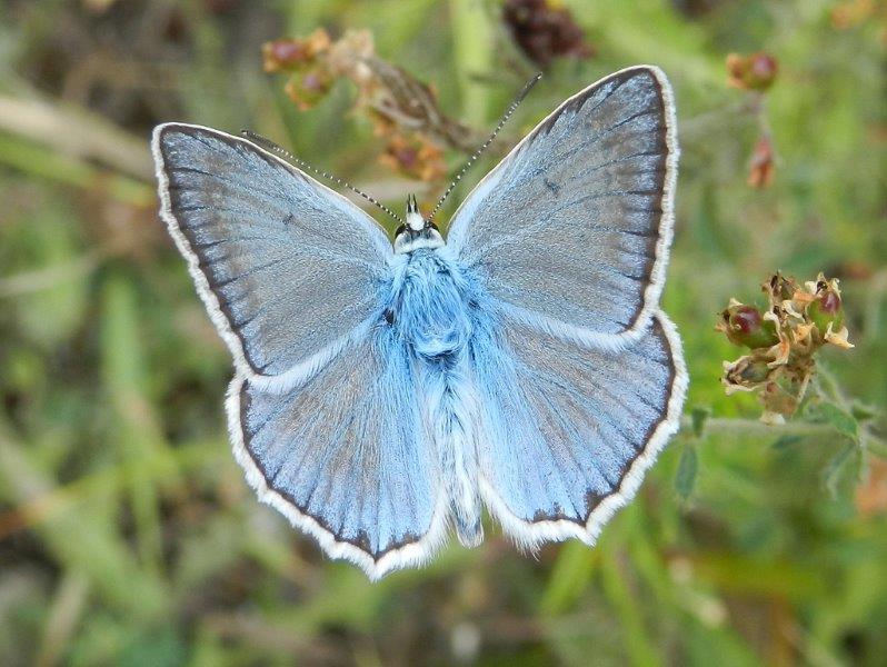 un bel Licenide - Polyommatus daphnis