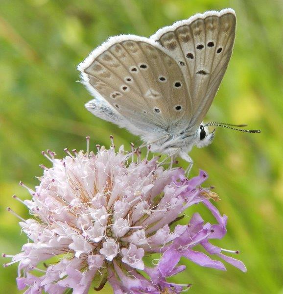 un bel Licenide - Polyommatus daphnis