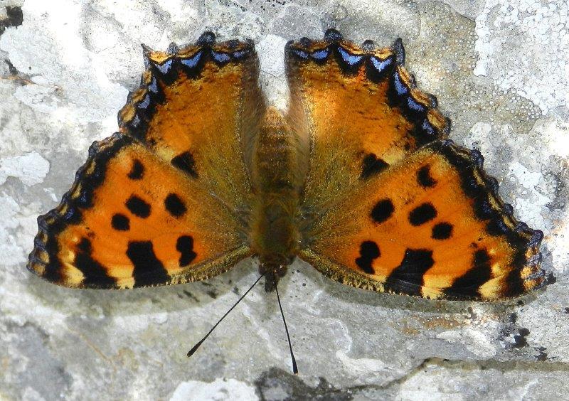 Nymphalis polychloros