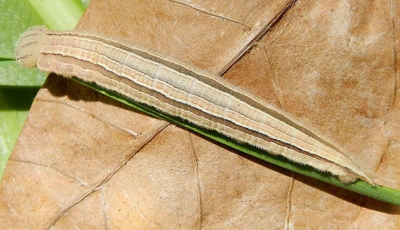 Hipparchia statilinus - larva