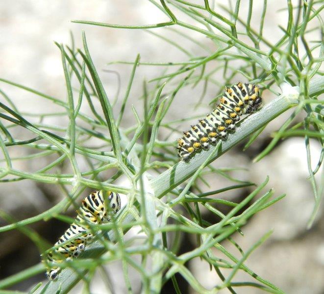 il ciclo del Papilio machaon