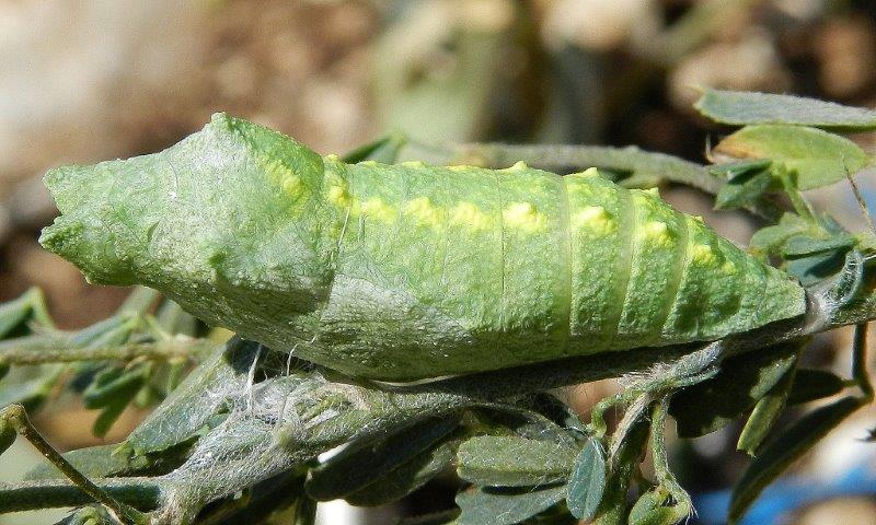 crisalide Papilio machaon