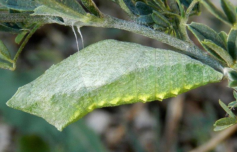 crisalide Papilio machaon