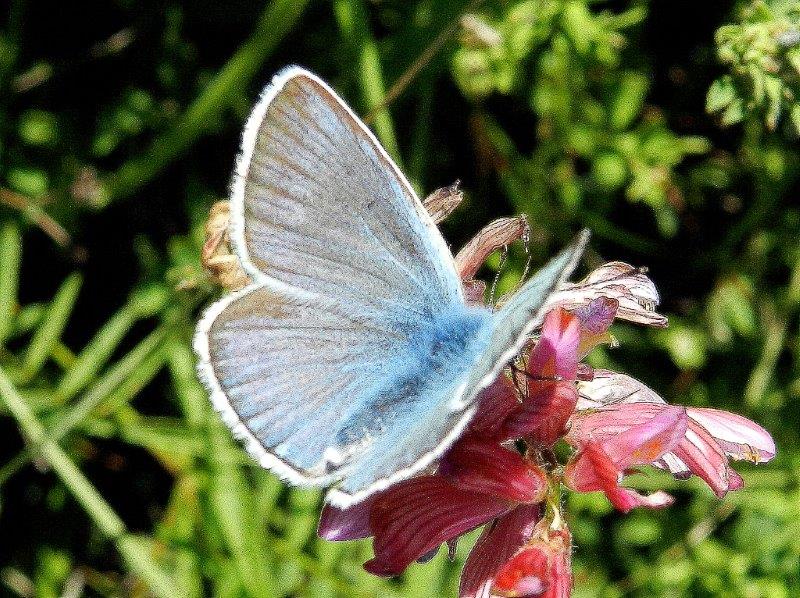 Polyommatus amandus???