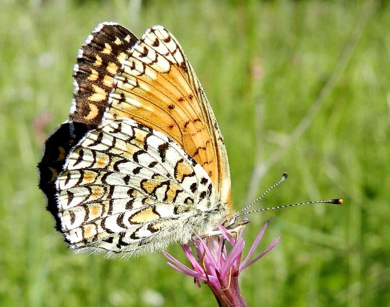 Melitaea phoebe / ornata