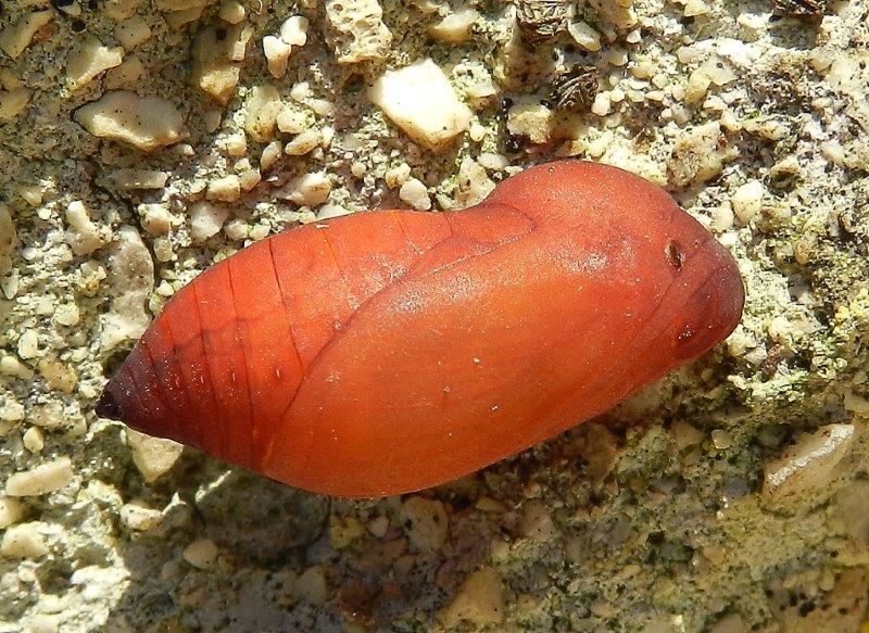 Hipparchia statilinus - larva