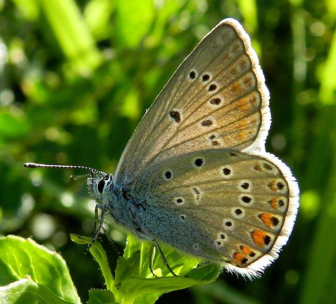 Polyommatus amandus???