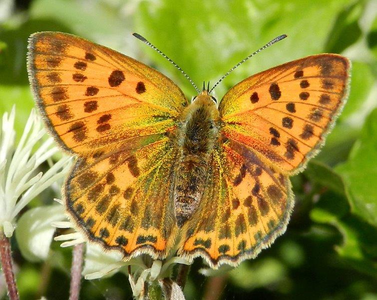 quelle che non ero abituato a vedere...