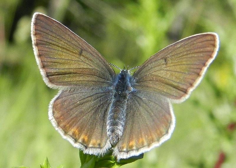 Polyommatus amandus???