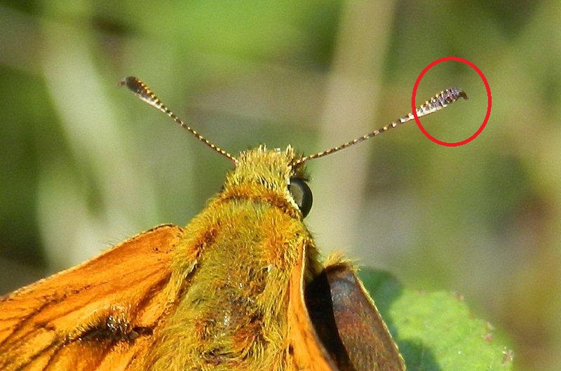 Thymelicus o Ochlodes?