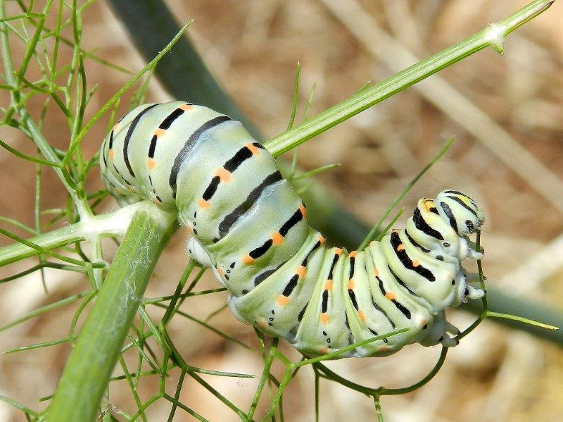 il ciclo del Papilio machaon