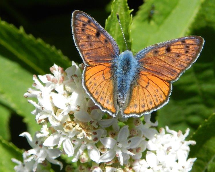 chi l''ha vista?? Lycaena alciphron