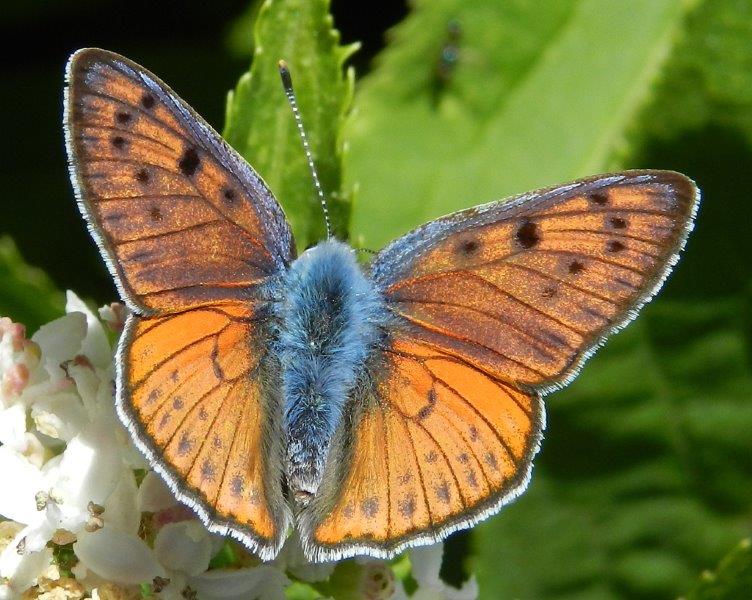 quelle che non ero abituato a vedere...