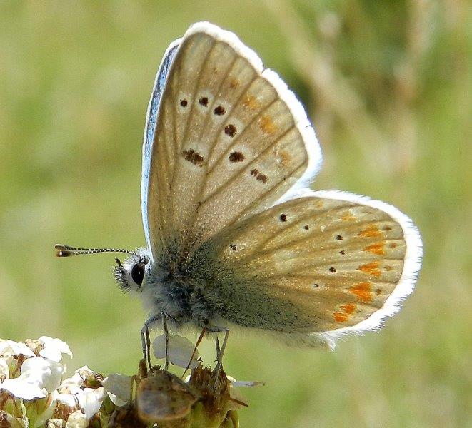 quelle che non ero abituato a vedere...