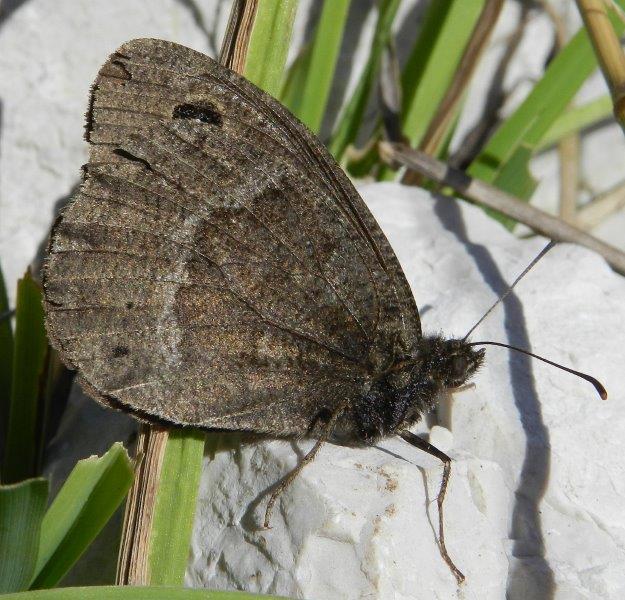 quelle che non ero abituato a vedere...