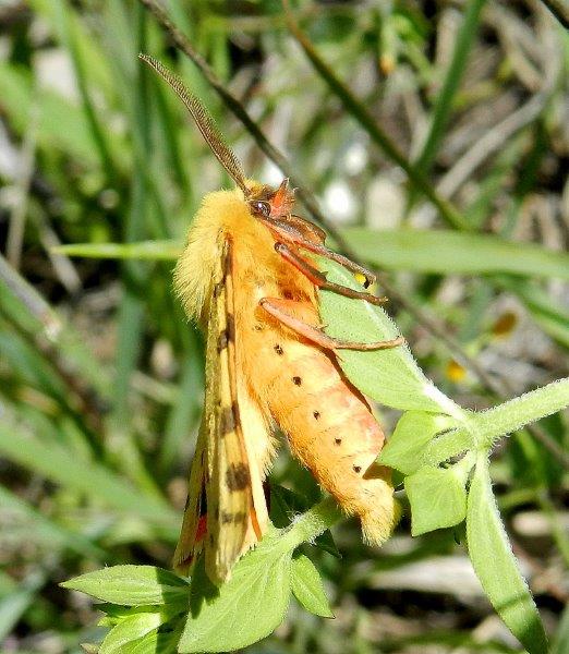 Rhyparia purpurata