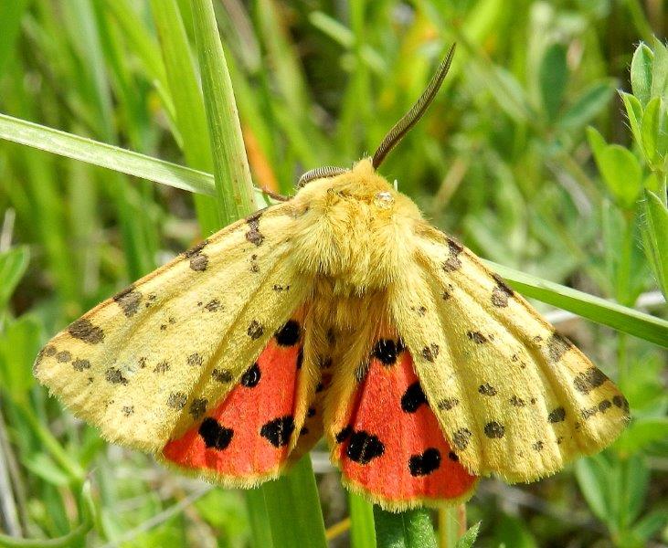 Rhyparia purpurata