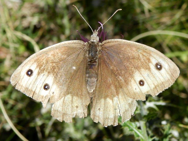 quelle che non ero abituato a vedere...