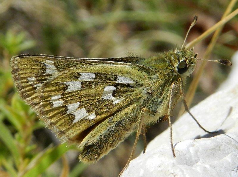 quelle che non ero abituato a vedere...