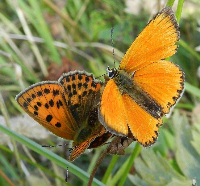 quelle che non ero abituato a vedere...