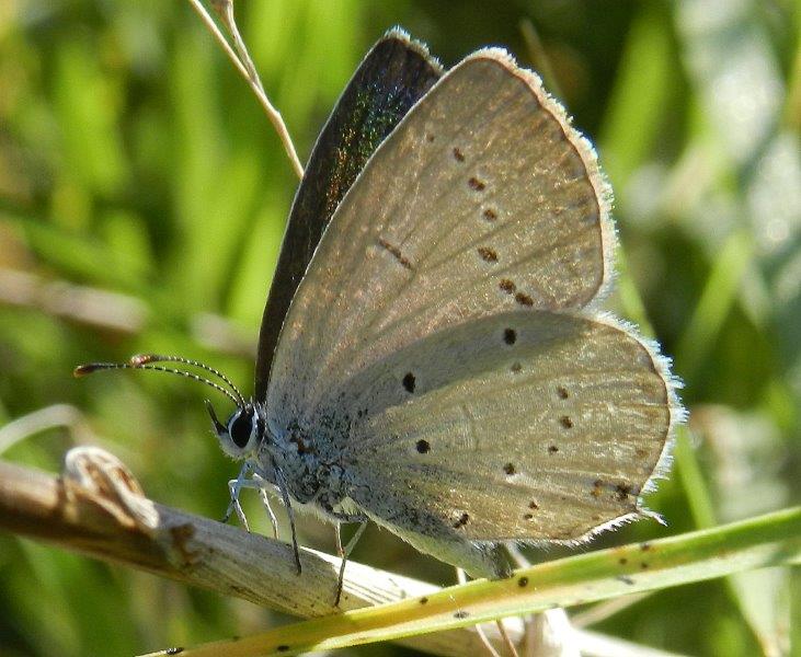 cercando la thersamon...