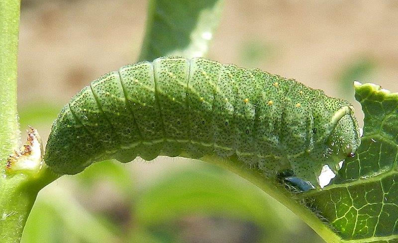 Iphiclides podalirius - larva