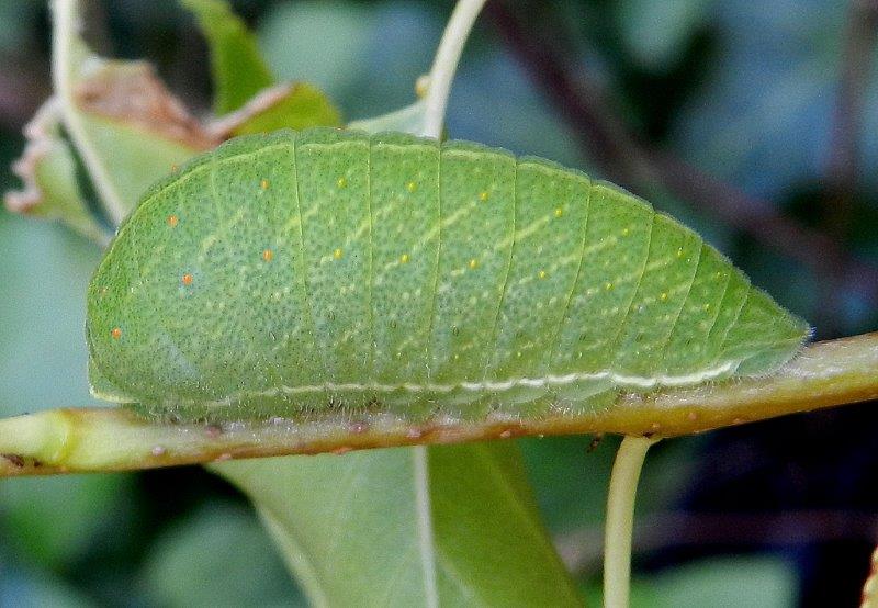 Iphiclides podalirius - larva