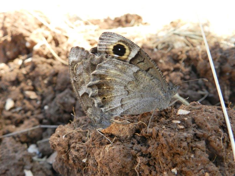 M e F  : foto di coppia