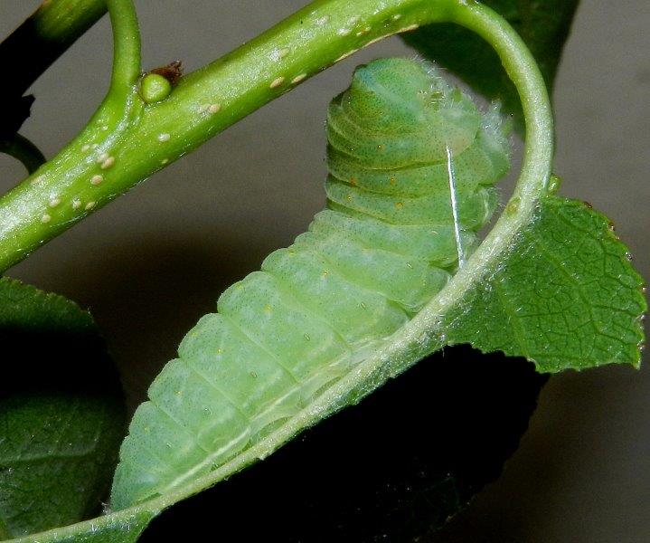 Iphiclides podalirius - larva