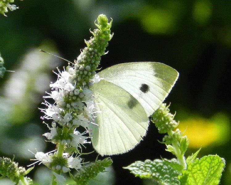 altra bidonata? Pieris sp.