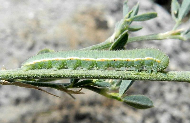 Colias crocea - larva