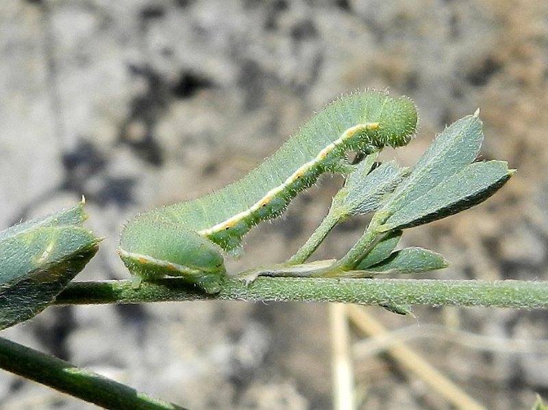 Colias crocea - larva
