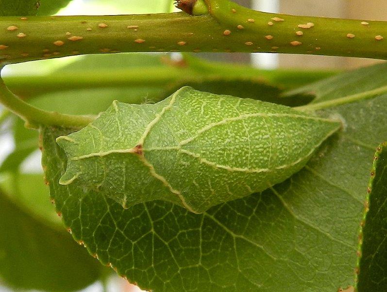 Iphiclides podalirius - larva