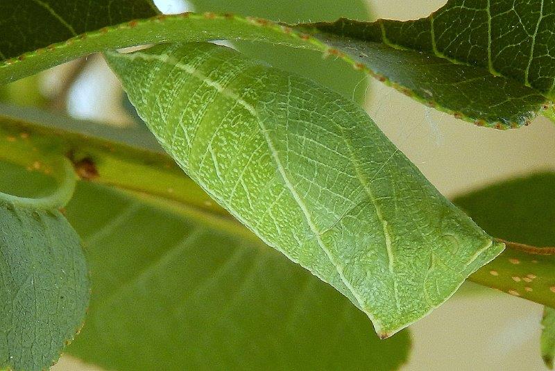 Iphiclides podalirius - larva