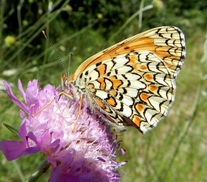 Melitaea phoebe / ornata