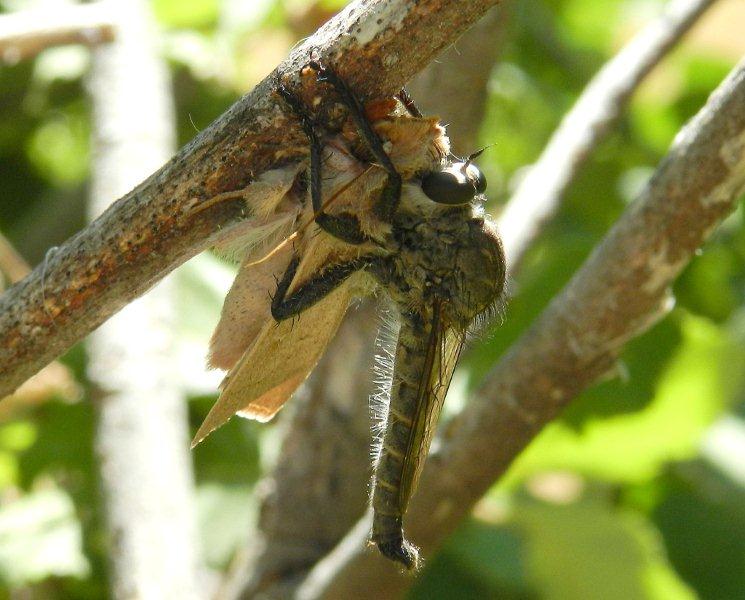 Predatori di farfalle