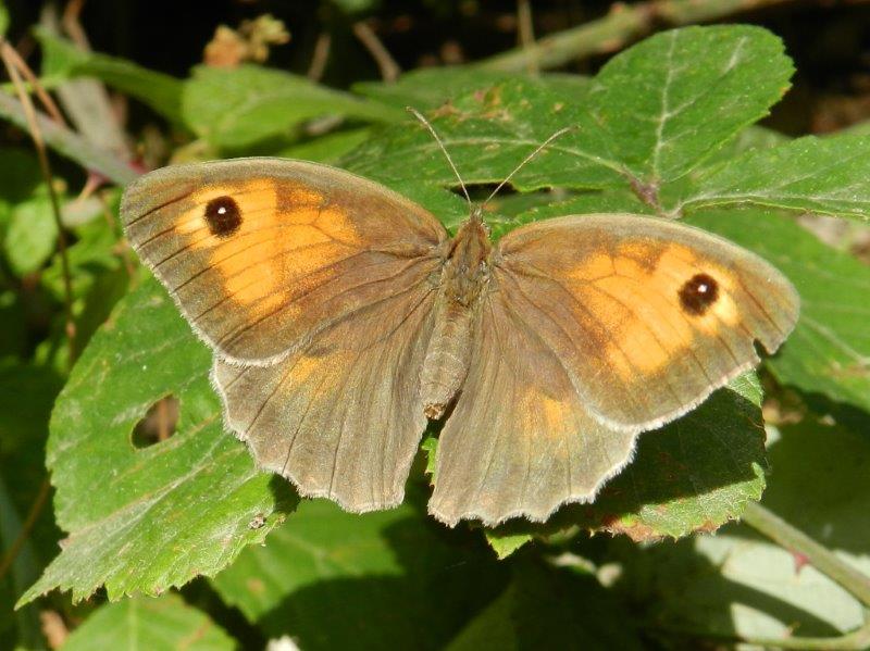 Identificazione Farfalla