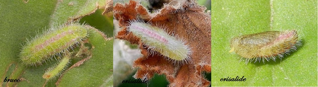Cacyreus marshalli