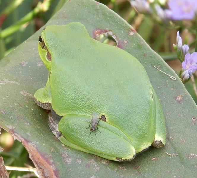 Hyla intermedia - differenze da altre specie