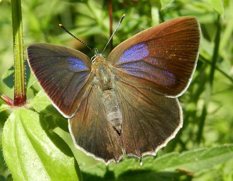 Favonius quercus