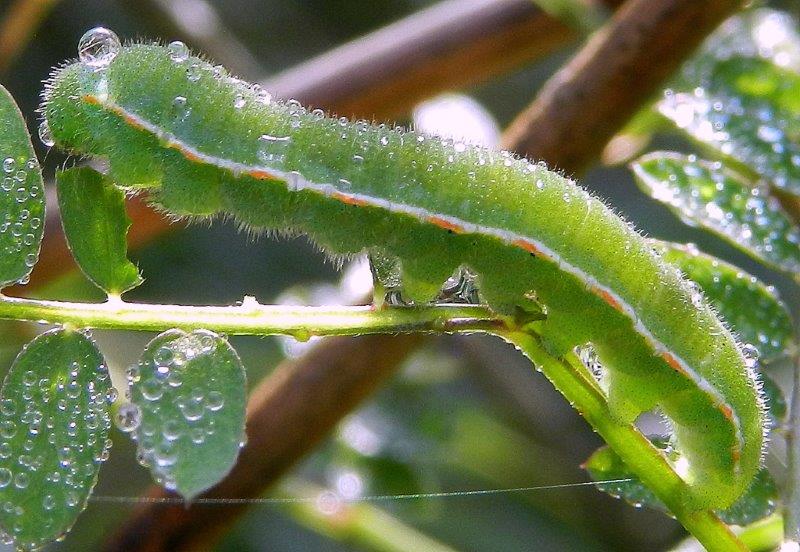 alcune larve novembrine